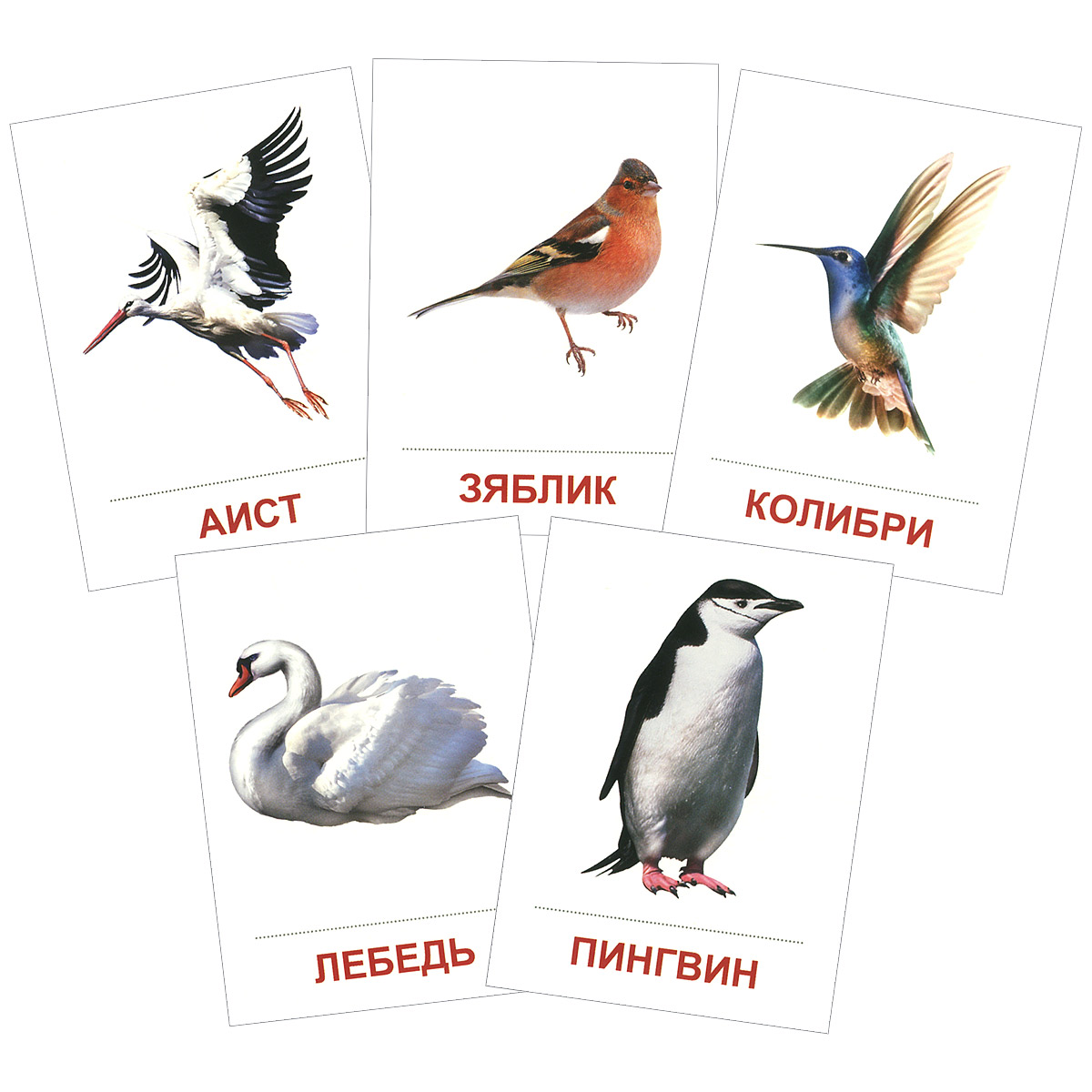 Птицы разных широт (набор из 16 карточек)