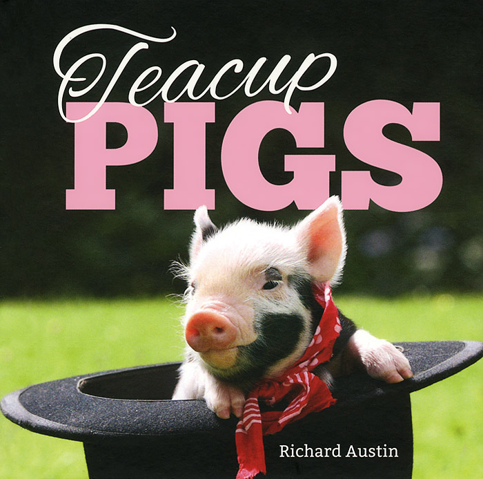 Teacup Pigs