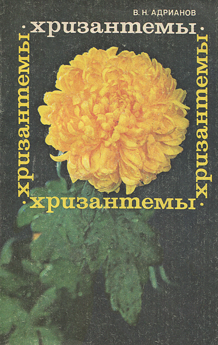 Хризантемы