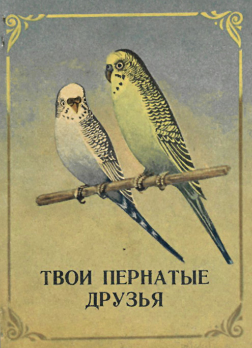 Твои пернатые друзья