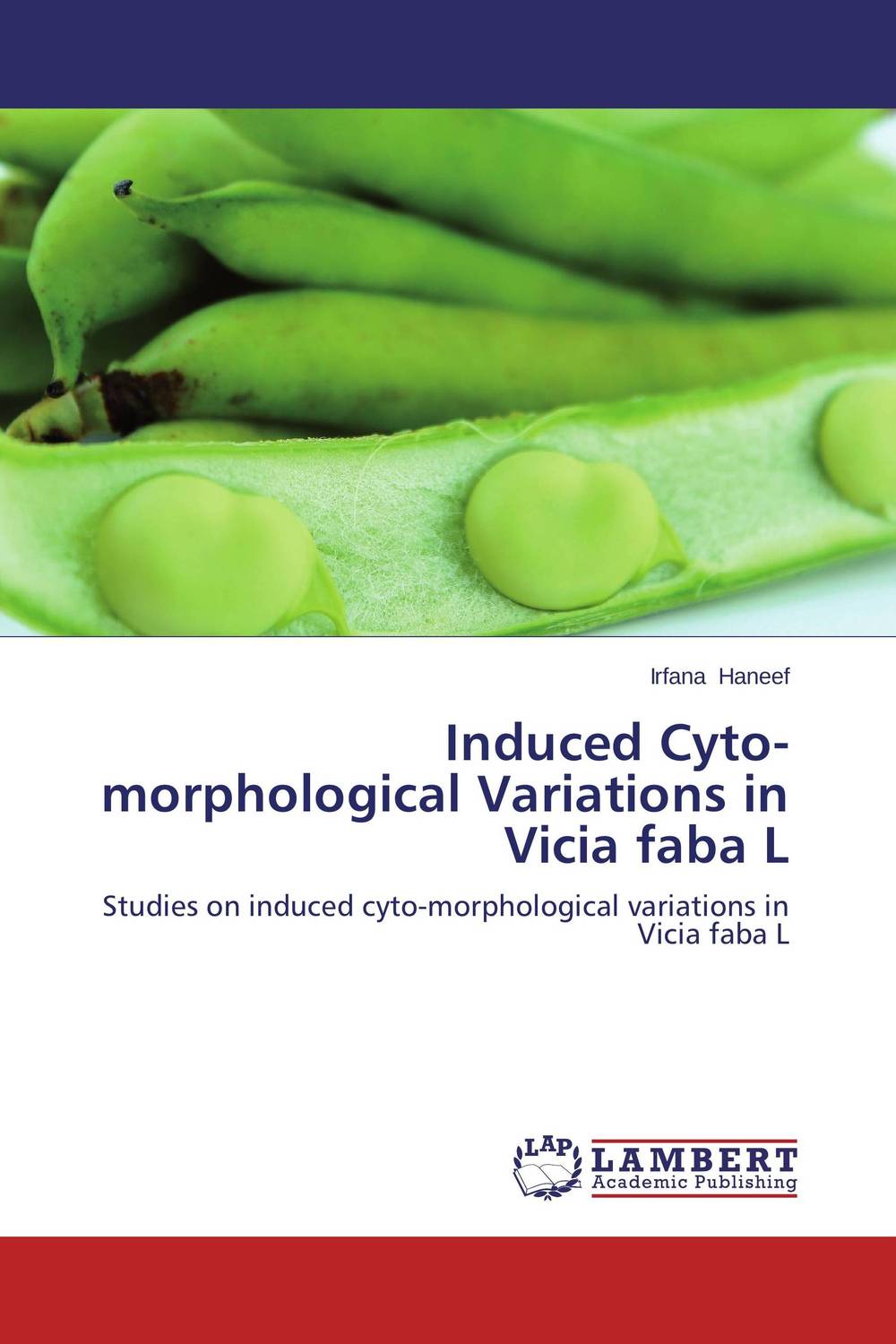 Induced Cyto-morphological Variations in Vicia faba L
