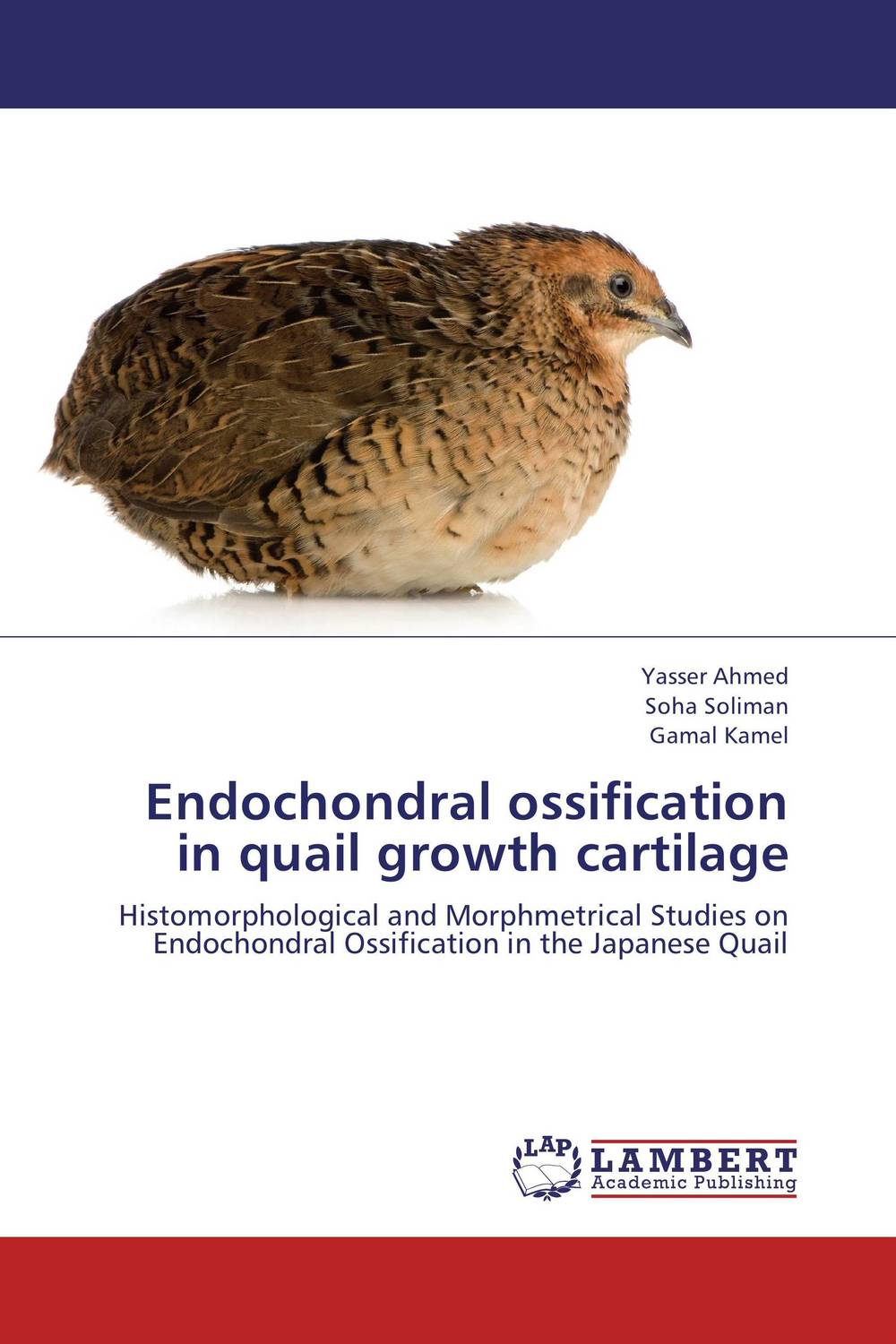 Endochondral ossification in quail growth cartilage