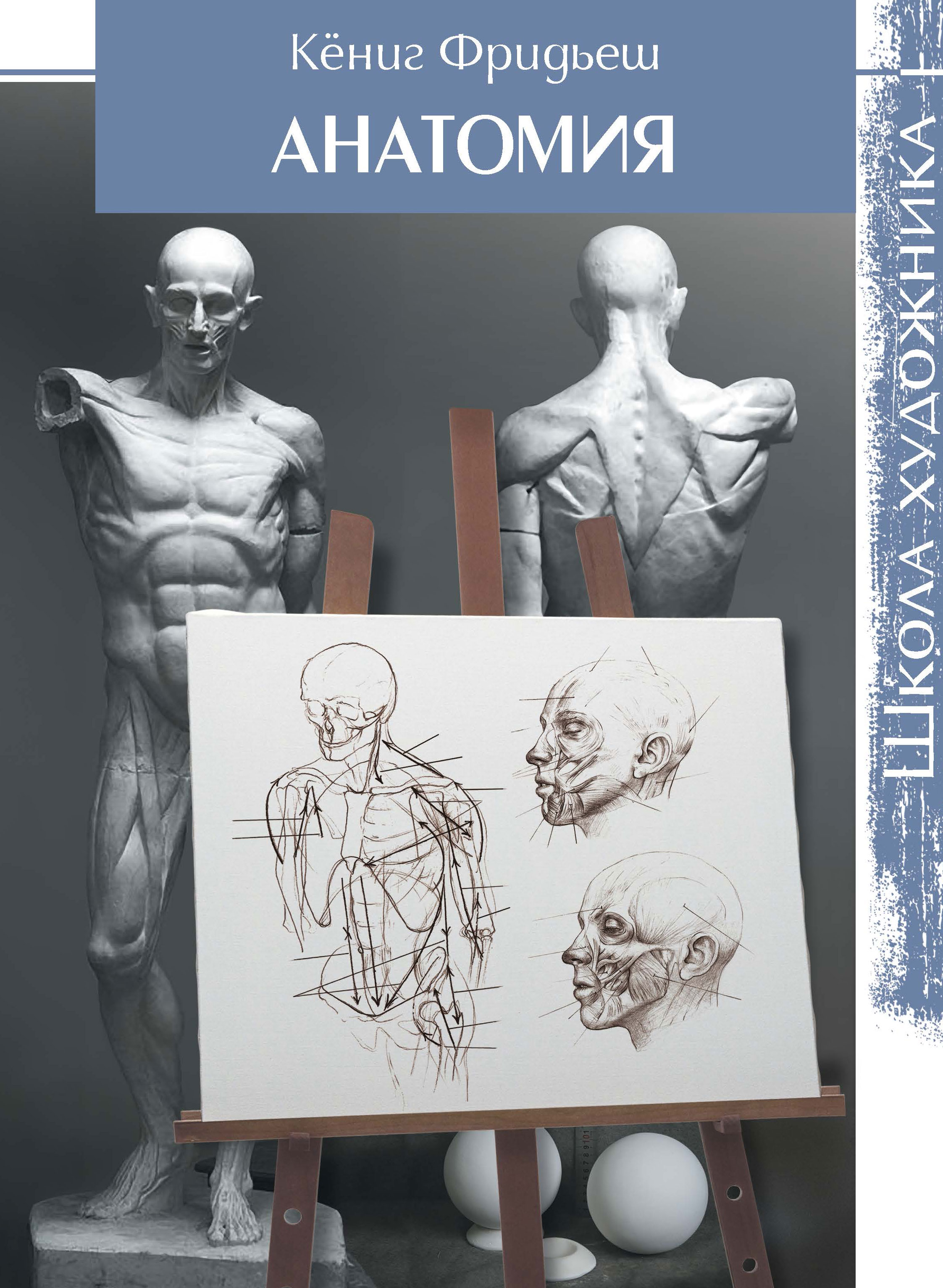 Анатомия. Школа художника