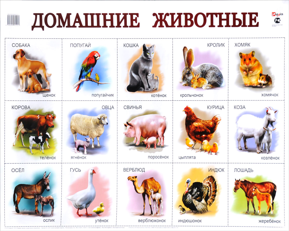 Карточки с домашними животными для детей
