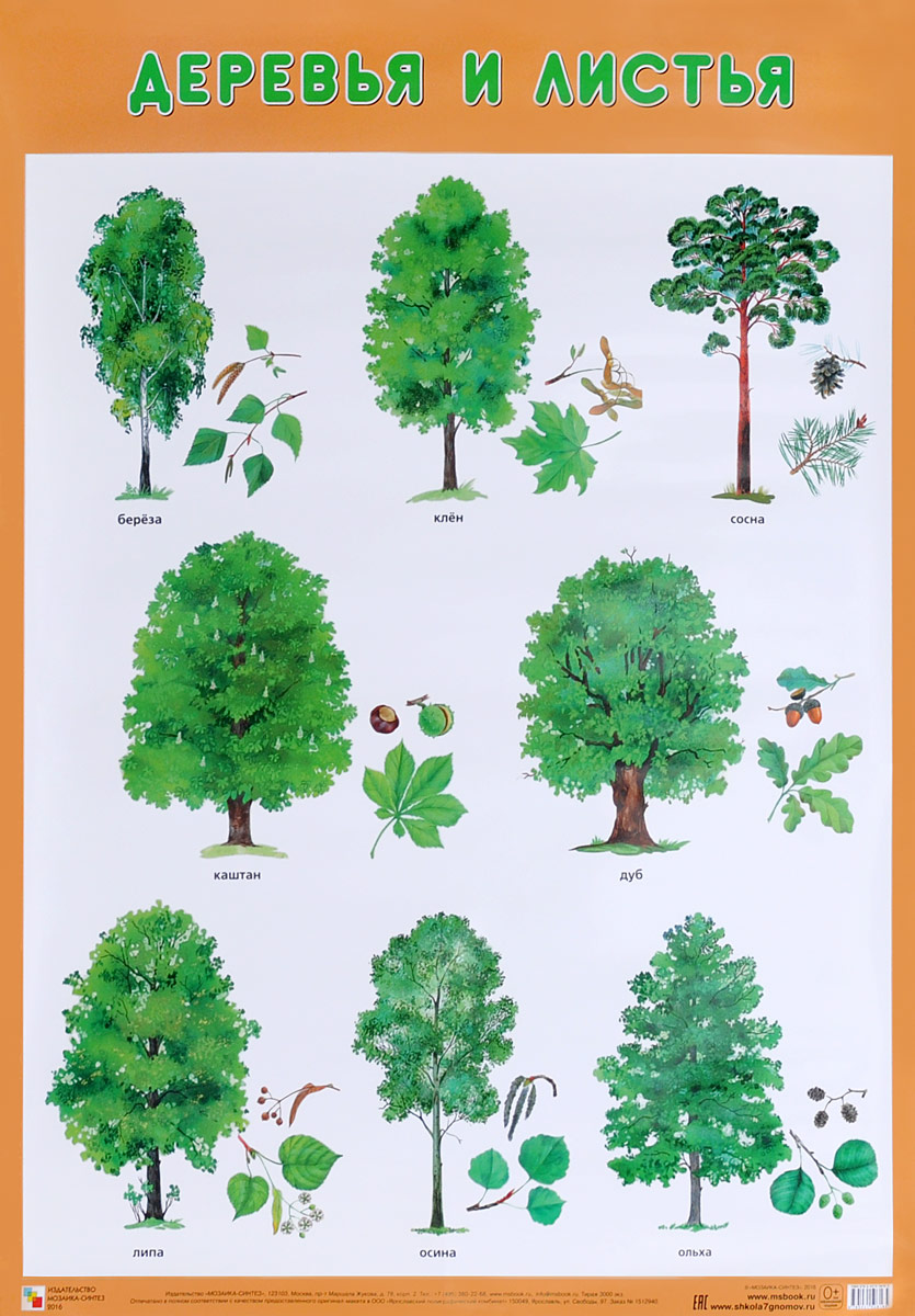 Деревья и листья. Плакат