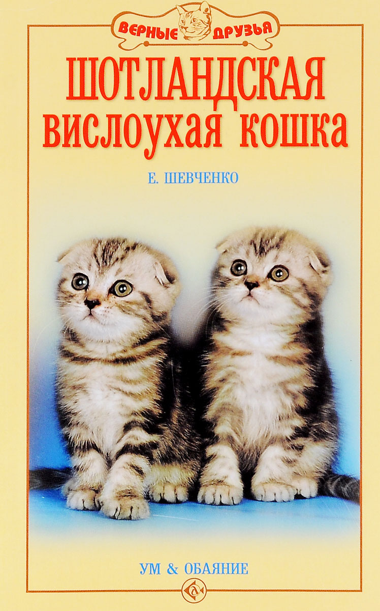 Шотландская вислоухая кошка. Ум и обаяние