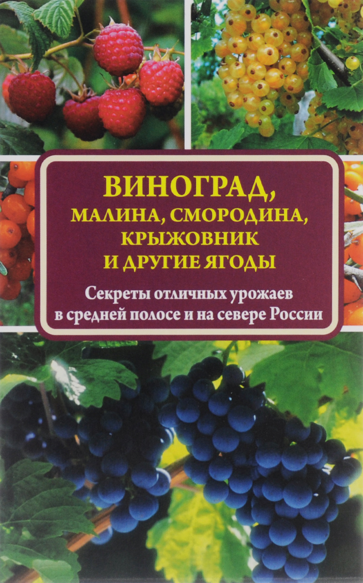 Виноград, малина, смородина, крыжовник и другие ягоды Виноград, малина, смородина, крыжовник и другие ягоды