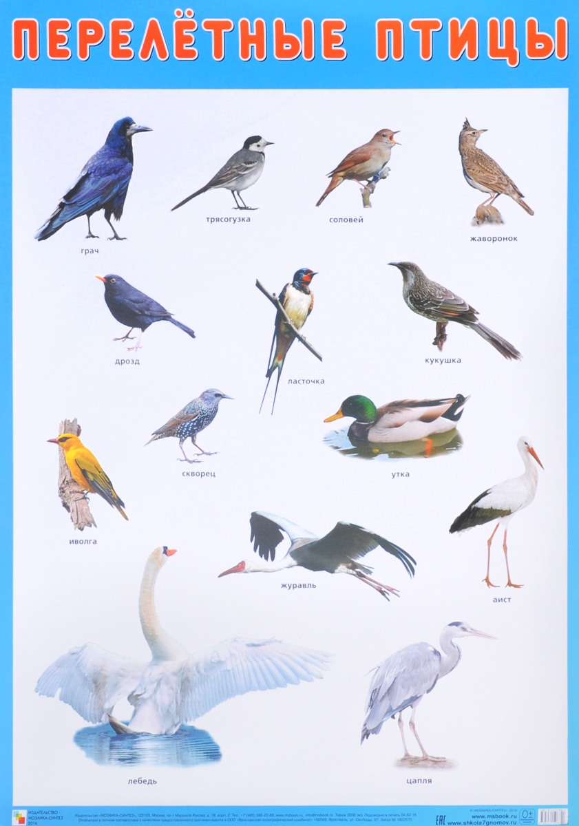 Плакат. Перелетные птицы.
