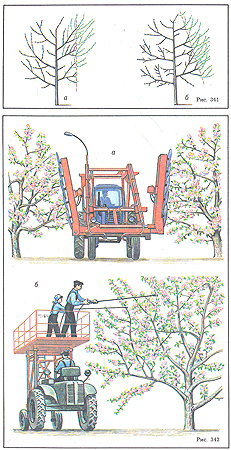 Обрезка плодовых деревьев и ягодных кустарников