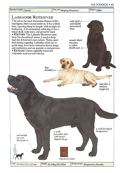 Dogs