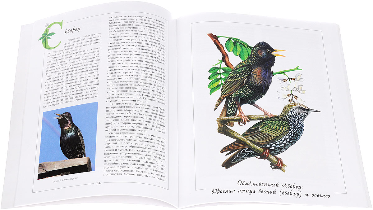 Детям о русской природе. Птицы. Книга 2 Детям о русской природе. Птицы. Книга 2