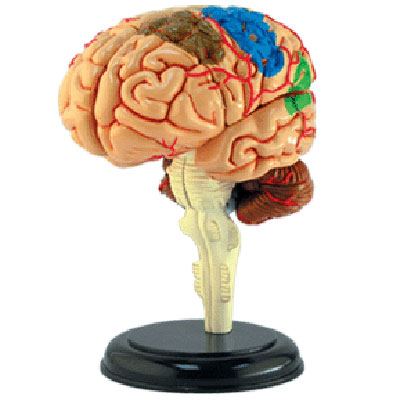 Анатомическая модель мозга