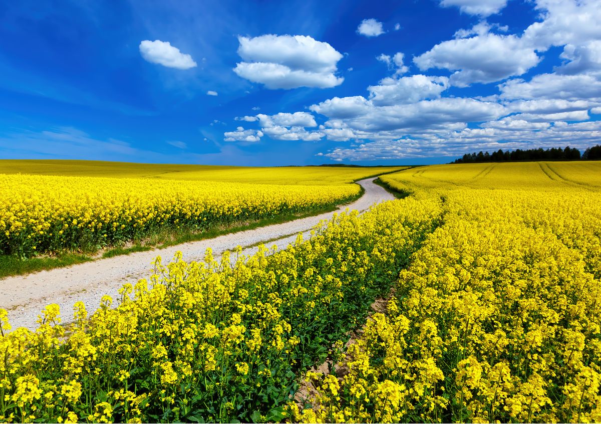 Фотообои Decoretto Дорога в поле, 360 х 254 смUP210DF Фотообои Decoretto Дорога в поле, 360 х 254 смUP210DFФотообои Decoretto Дорога в поле позволят создать неповторимый облик помещения, в котором они размещены. Фотообои наносятся на стены тем же способом, что и обычные обои. Благодаря превосходной печати и высококачественной флизелиновой основе такие обои будут радовать вас долгое время. Фотообои снова вошли в нашу жизнь, став модным направлением декорирования интерьера. Выбрав правильную фактуру и сюжет изображения можно добиться невероятного эффекта живого присутствия.