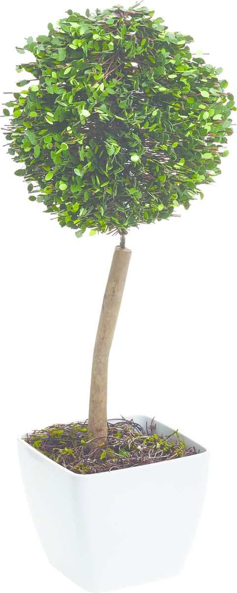 Растение искусственное Gardman Шар, со светодиодами, 38 см02871 Растение искусственное Gardman Шар, со светодиодами, 38 см02871Растение, освещенное 10 светодиодами, можно расположить как внутри, так и снаружи помещения. Растение оснащено таймером: автоматическое включение на 6 часов -выключение на 18 часов. Работает от 3 батареек АА ( в комплект не включены)