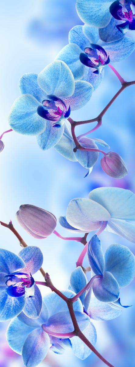 Фотообои Barton Wallpapers Цветы, 100 x 270 см. F17401F17401 Фотообои Barton Wallpapers Цветы, 100 x 270 см. F17401F17401Флизелиновые фотообои Barton Wallpapers Цветы. Превосходное цифровое качество изображения, экологичные, износостойкие, не пахнут, стойки к выцветанию, просты в поклейке. Каждому человеку хочется внести индивидуальности в свой интерьер и сделать его уютней. Английские обои Barton Wallpapers сделают это лучше всего!